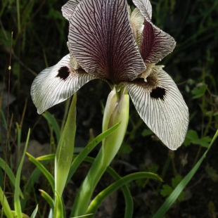 Iris grossheimii